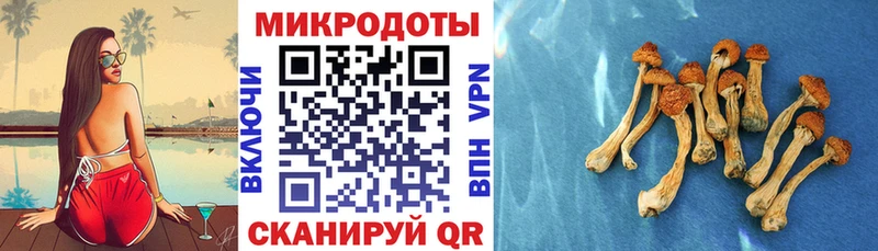 наркотики  это наркотические препараты  Галлюциногенные грибы Cubensis  Новоузенск 
